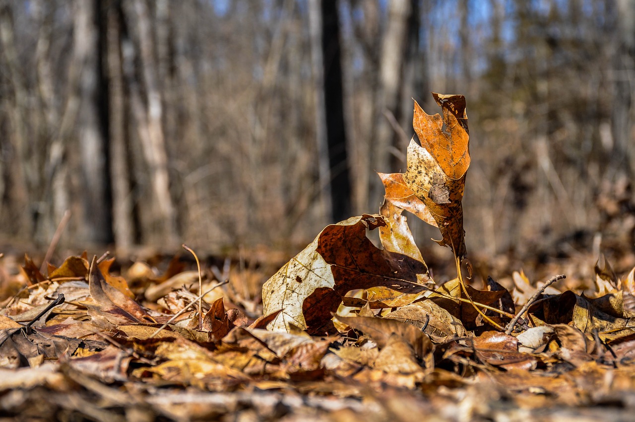 nature wood tree free photo