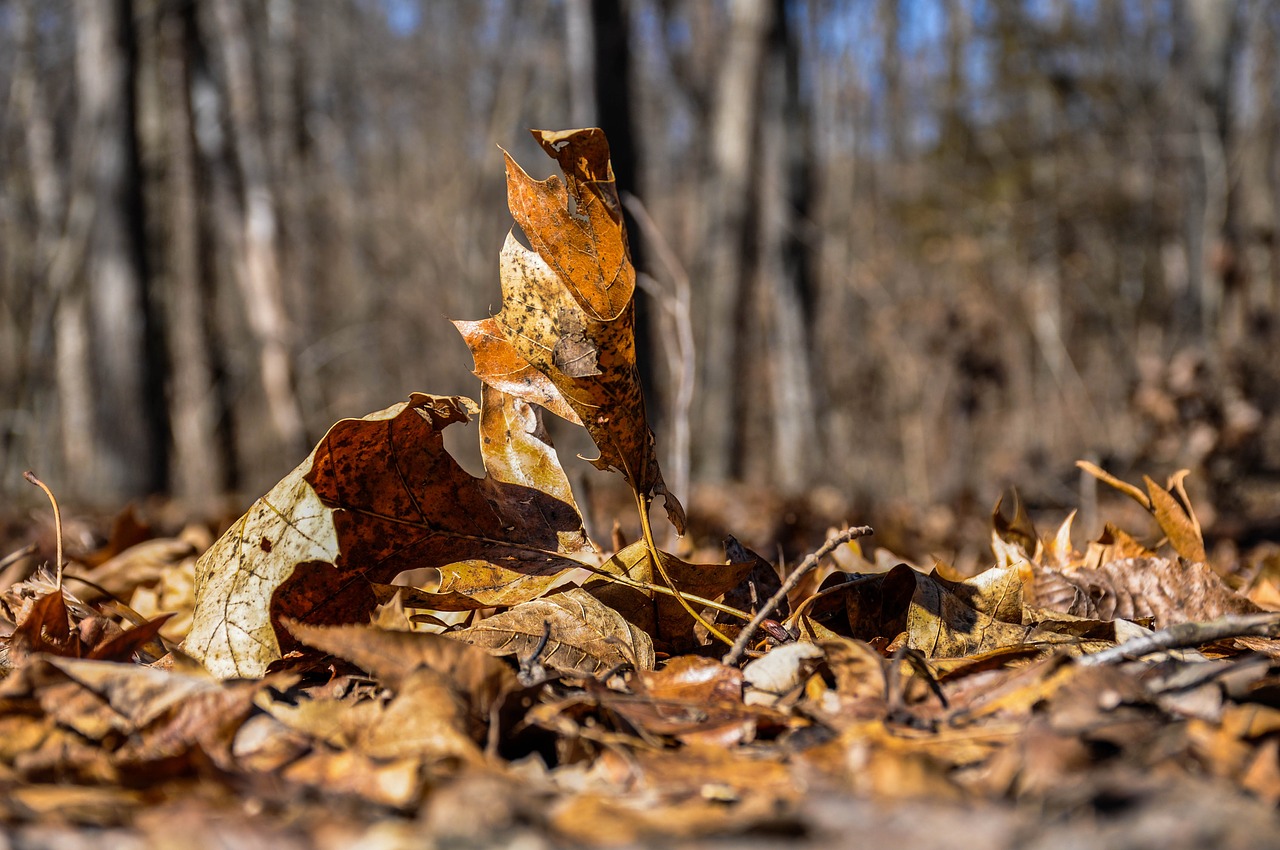 nature wood fall free photo