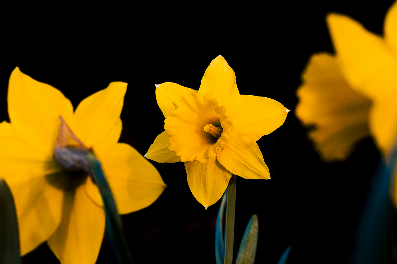 nature flower bright free photo