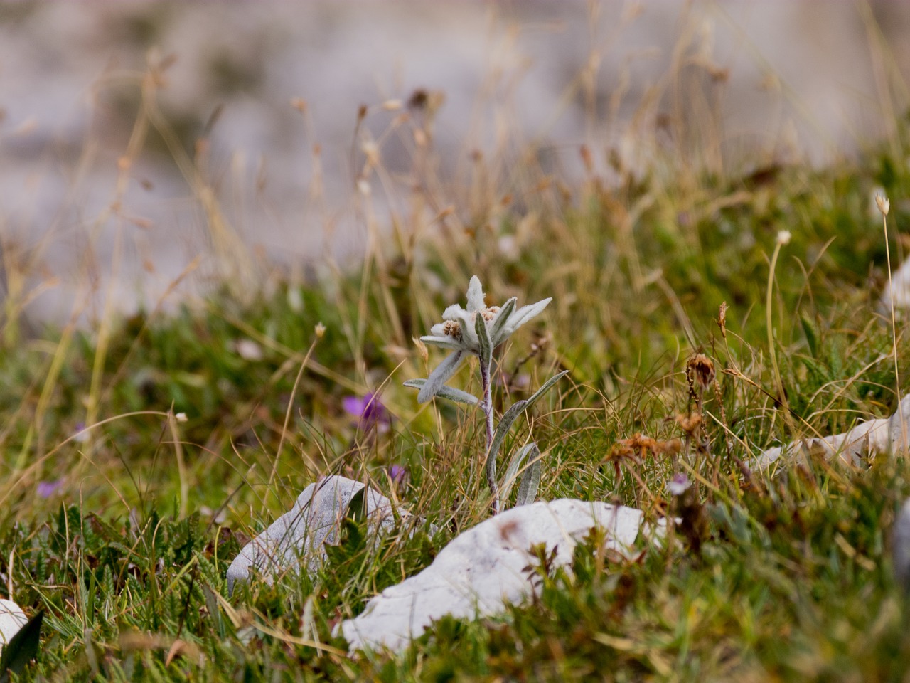 nature lawn at the court of free photo