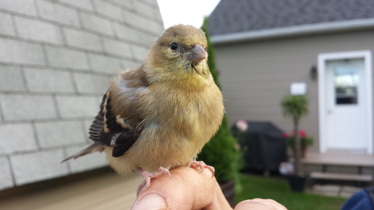 nature bird chick free photo