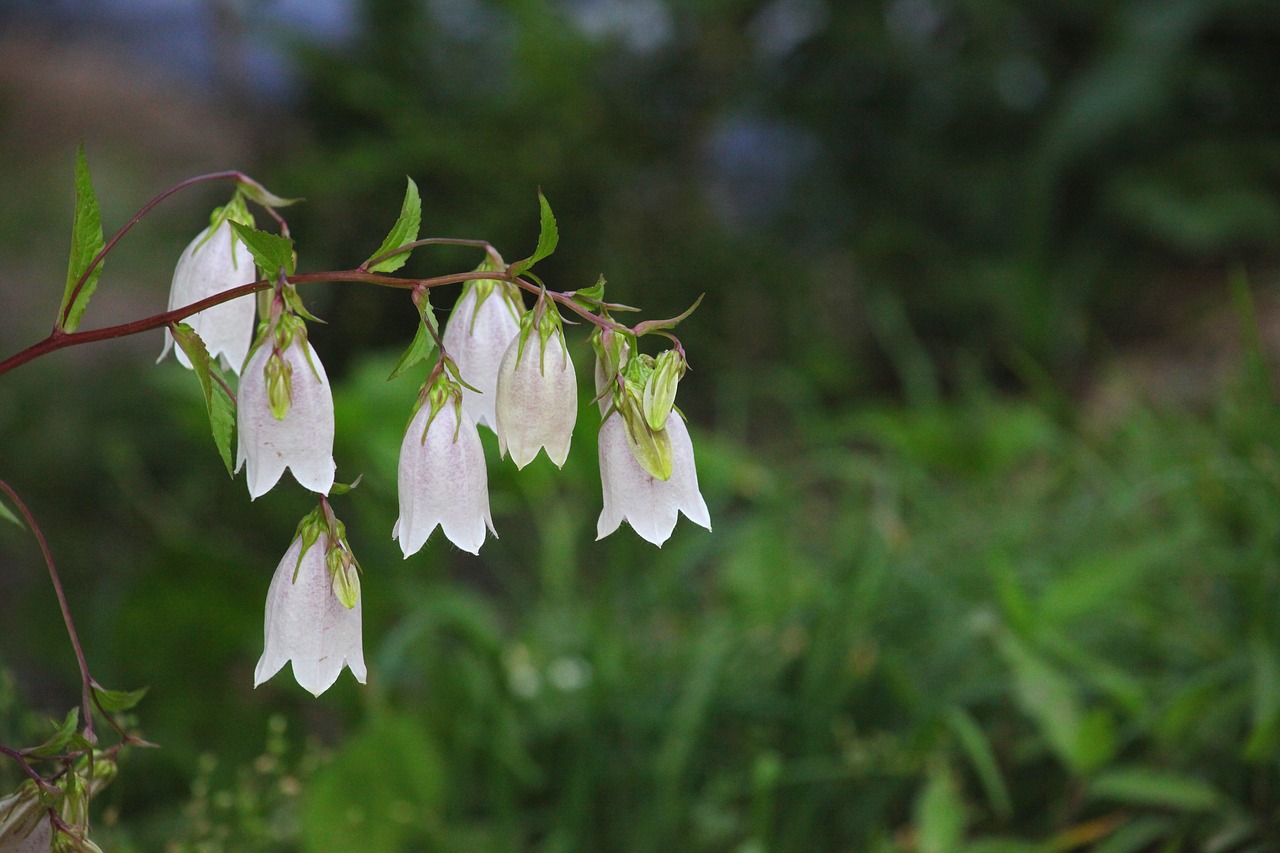 nature plants flowers free photo