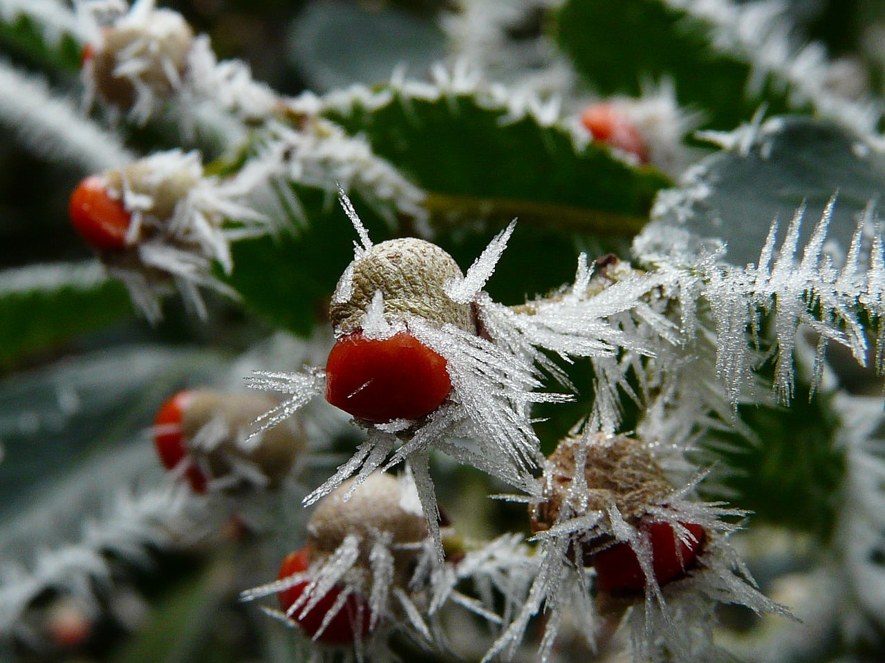 nature winter frost free photo