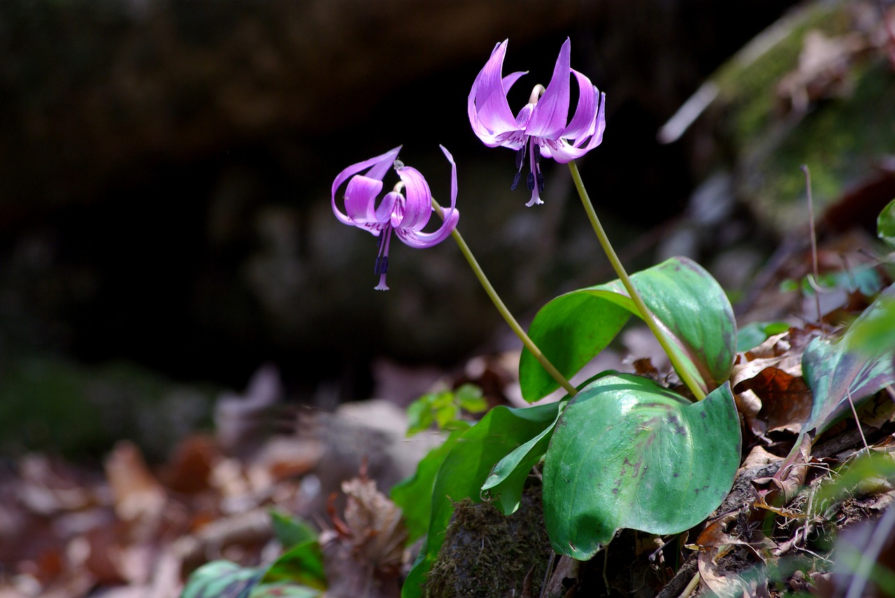 nature plants leaf free photo