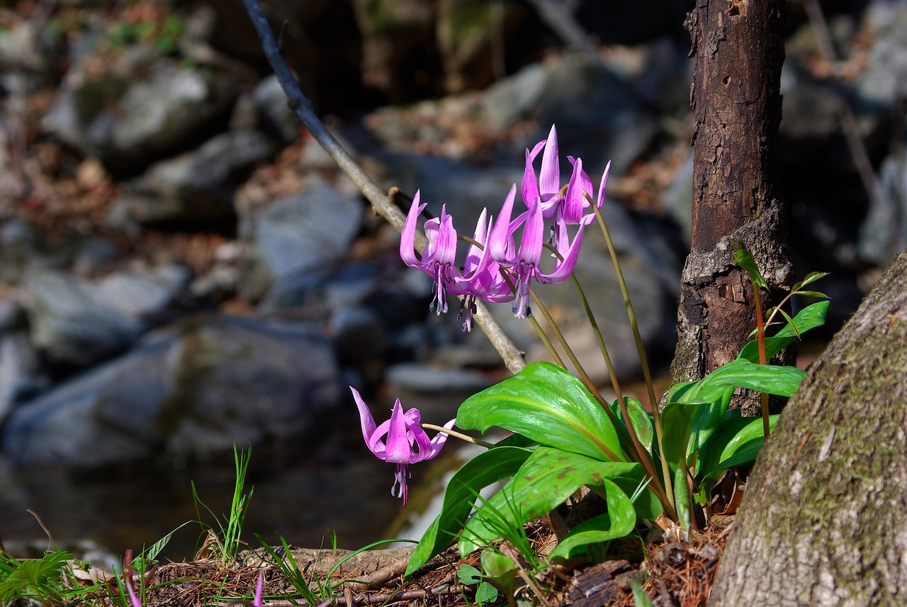 nature plants leaf free photo