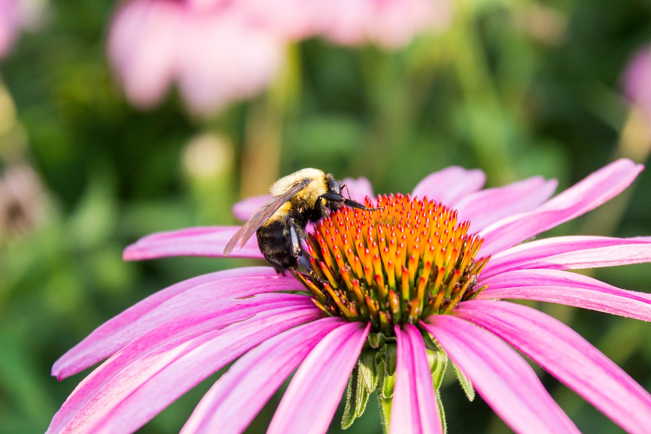 nature flower insect free photo