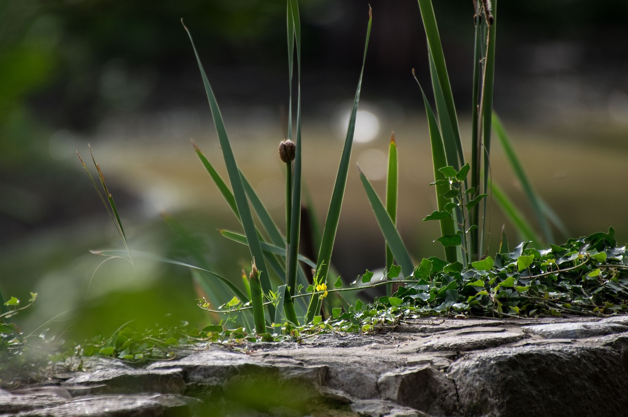 nature grass plant free photo