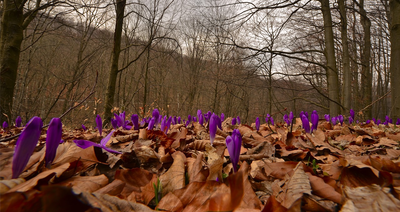 nature season flower free photo