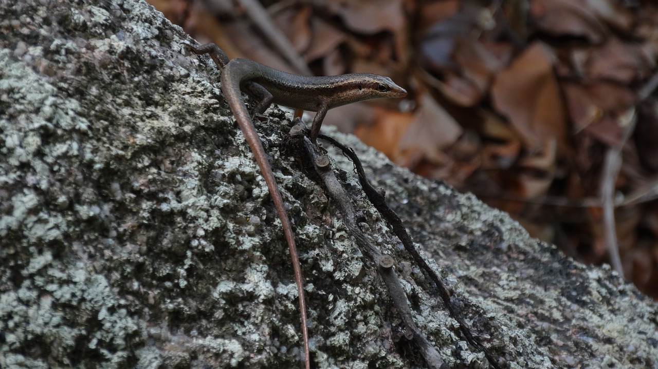 nature animal world lizard free photo