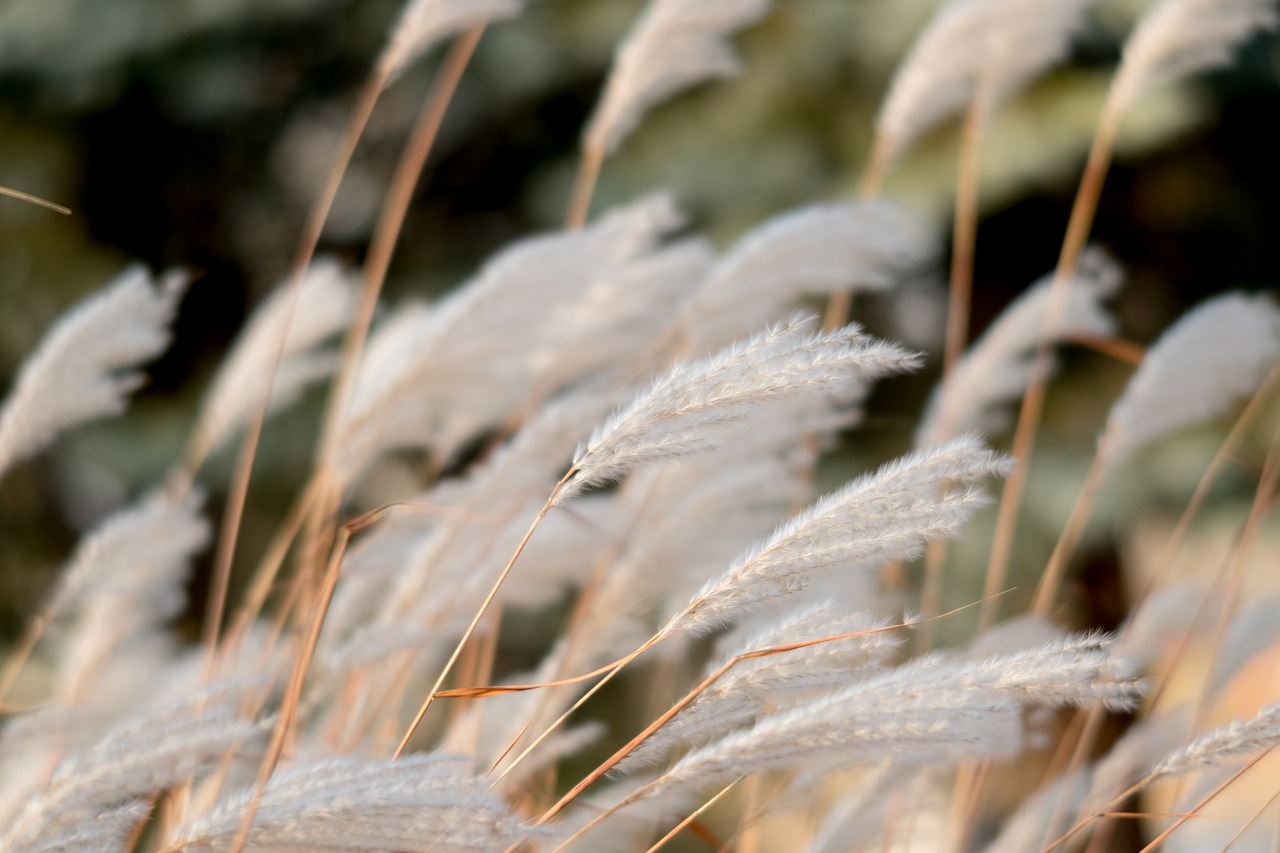 nature plant farm free photo