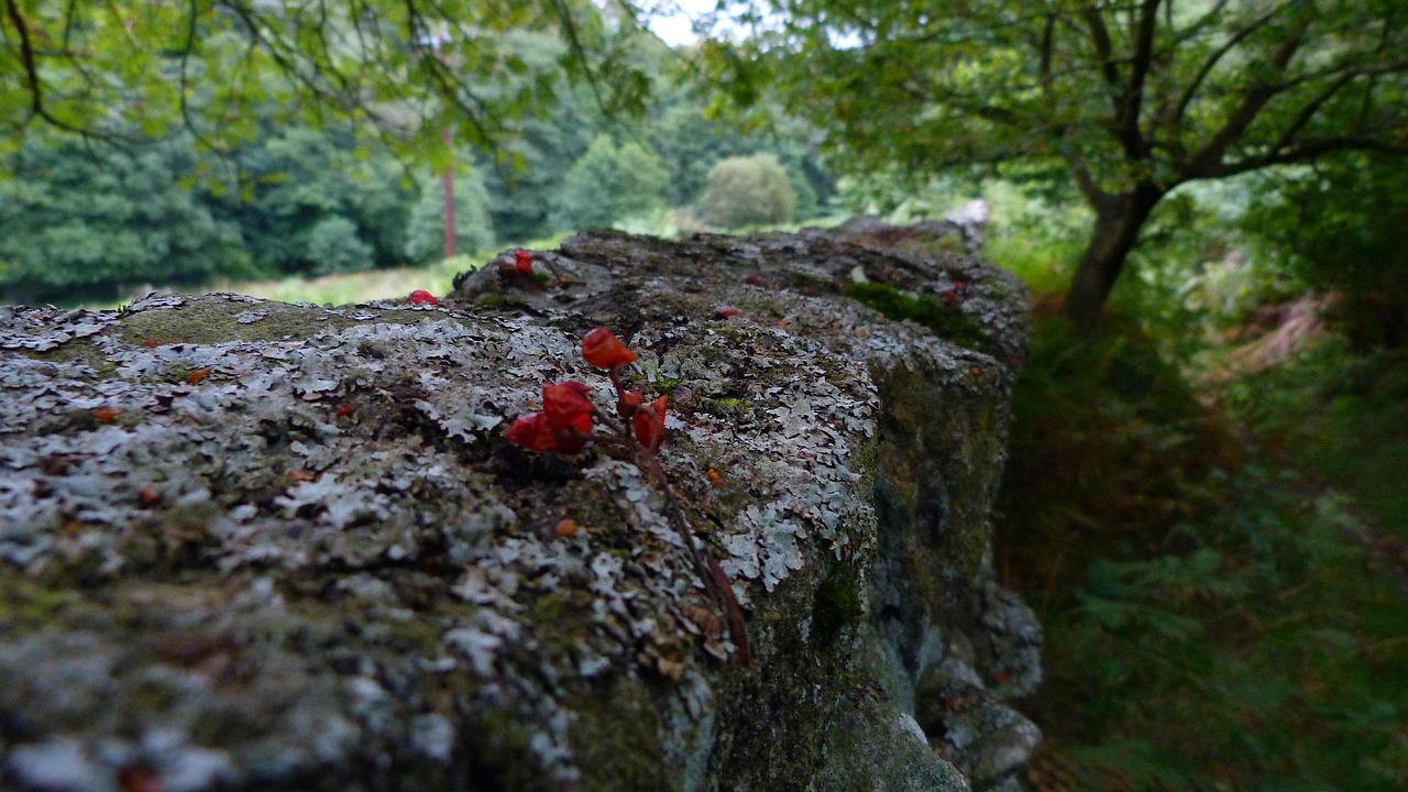 nature outdoors wood free photo