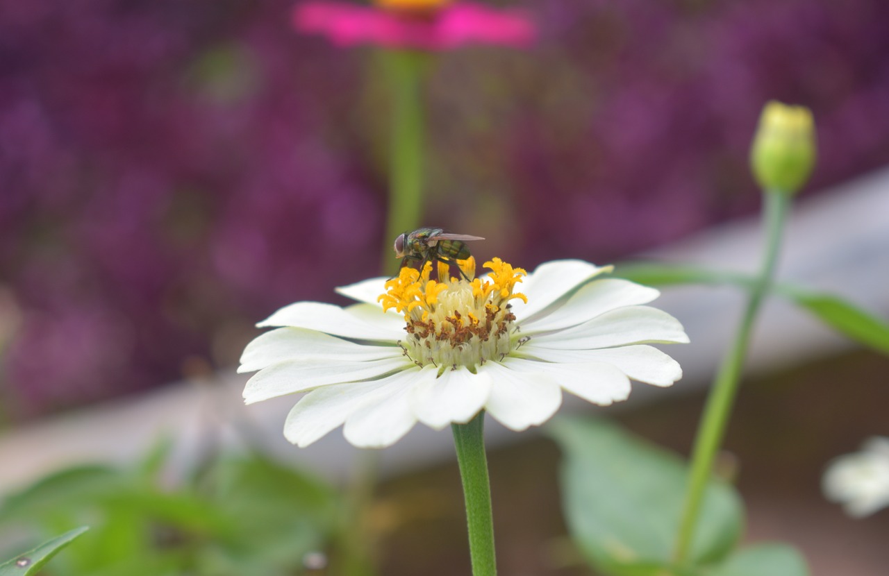 nature flower flora free photo