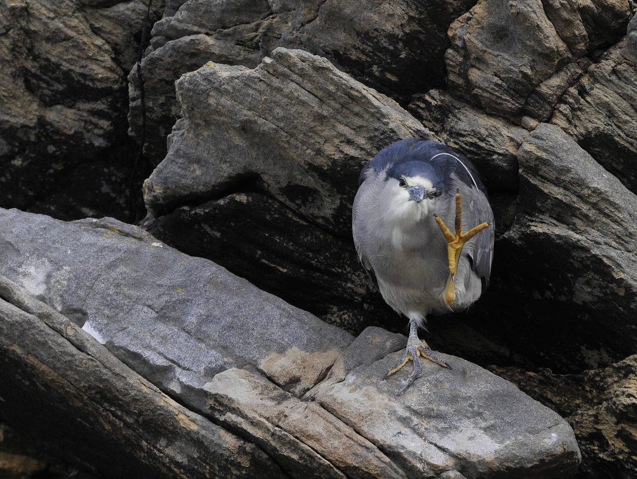 nature rock bird free photo