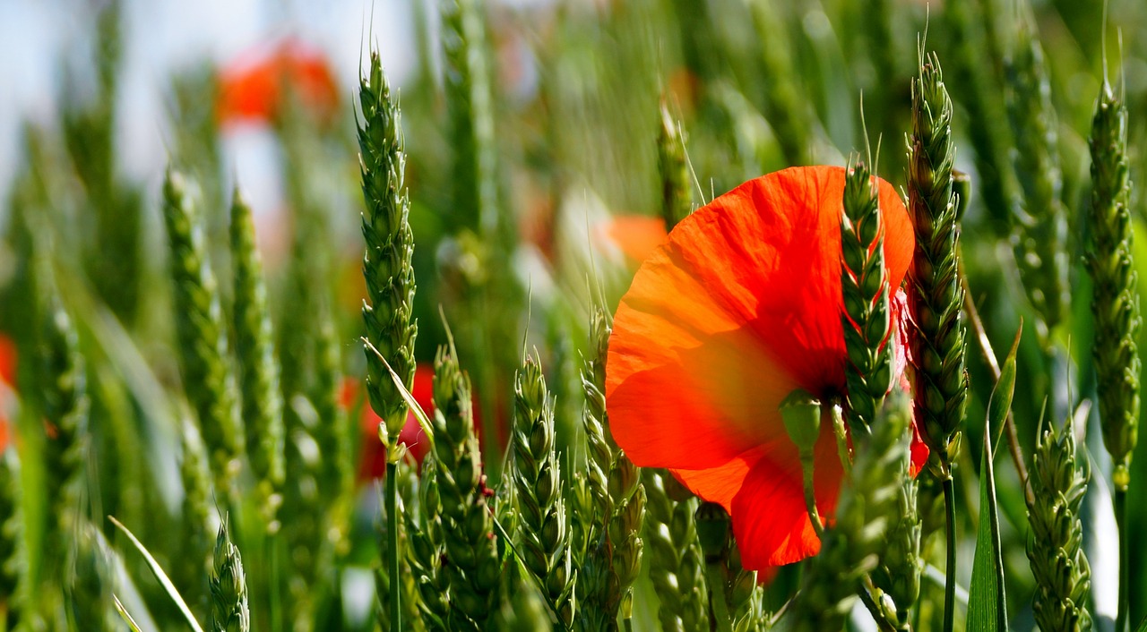 nature flower field free photo