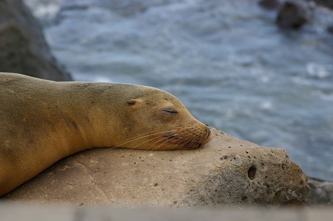 nature galapagos sea lion free photo