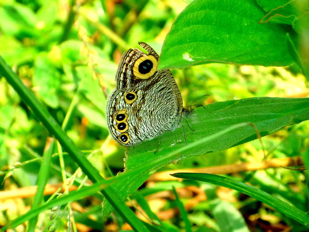 nature leaf flora free photo