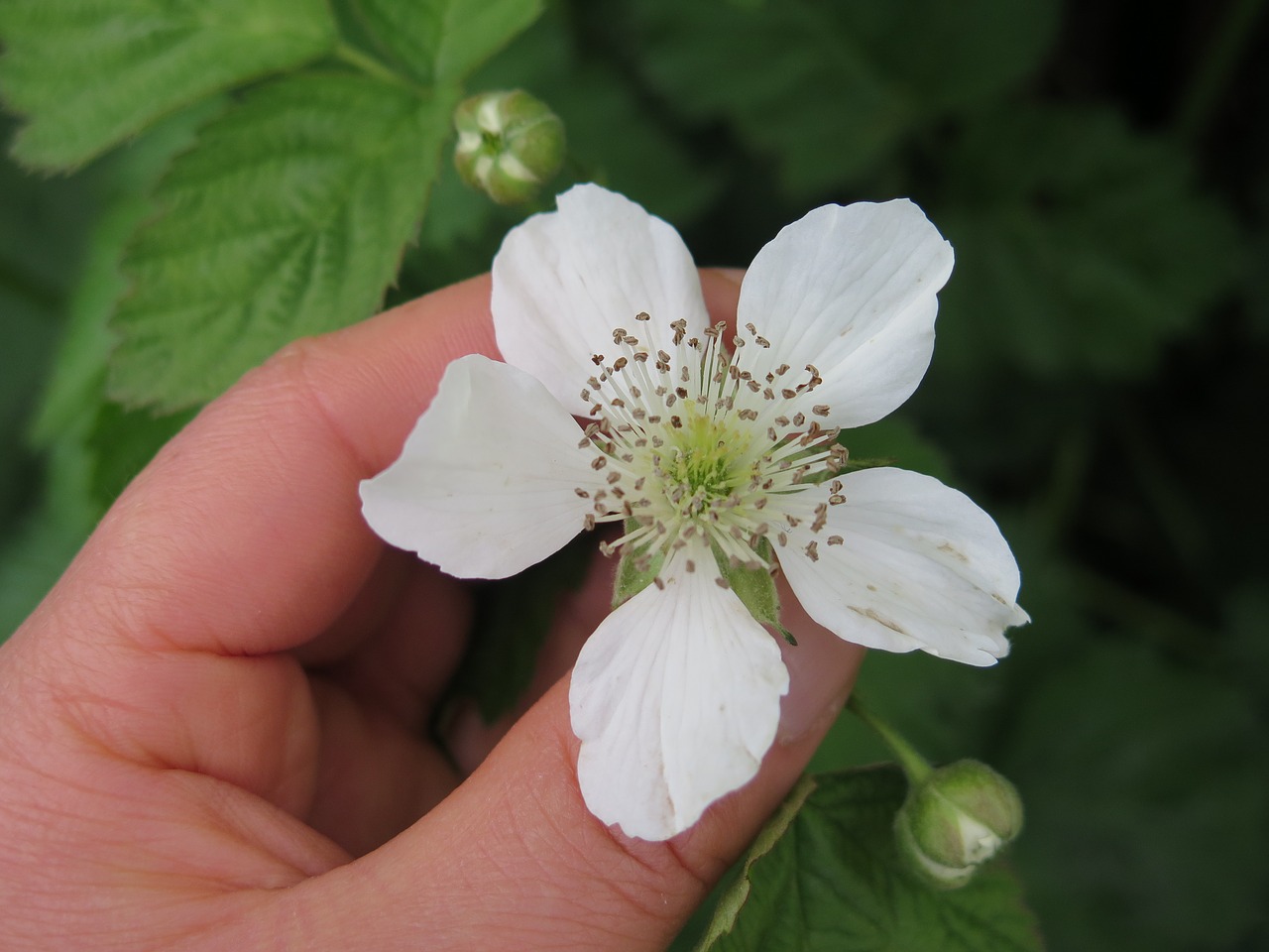 nature flora flower free photo