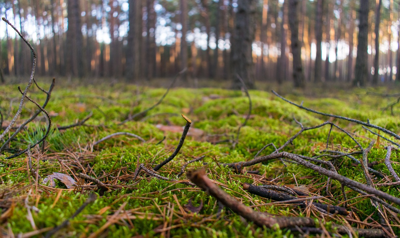 nature forest tree free photo