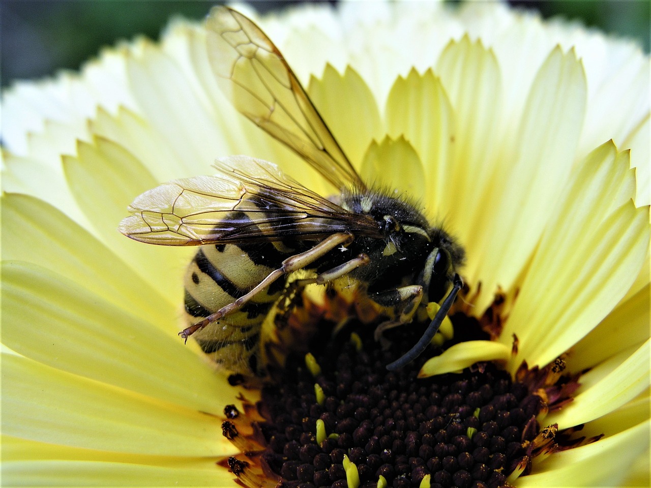 nature pollen bee free photo