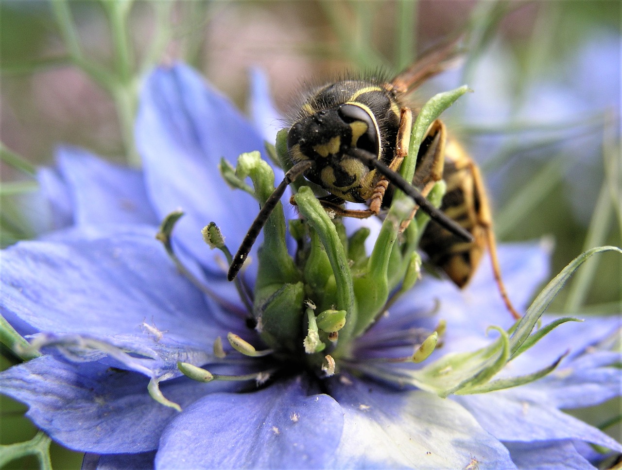 nature flower bee free photo