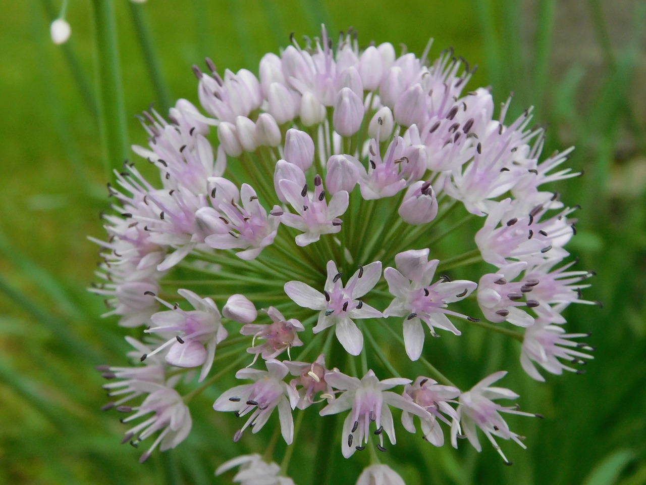 nature flora flower free photo