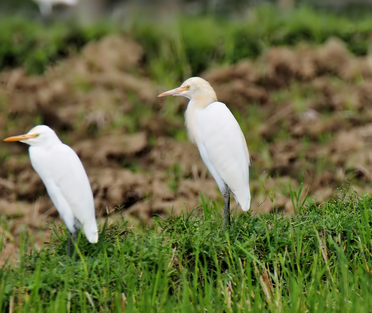 nature wildlife bird free photo