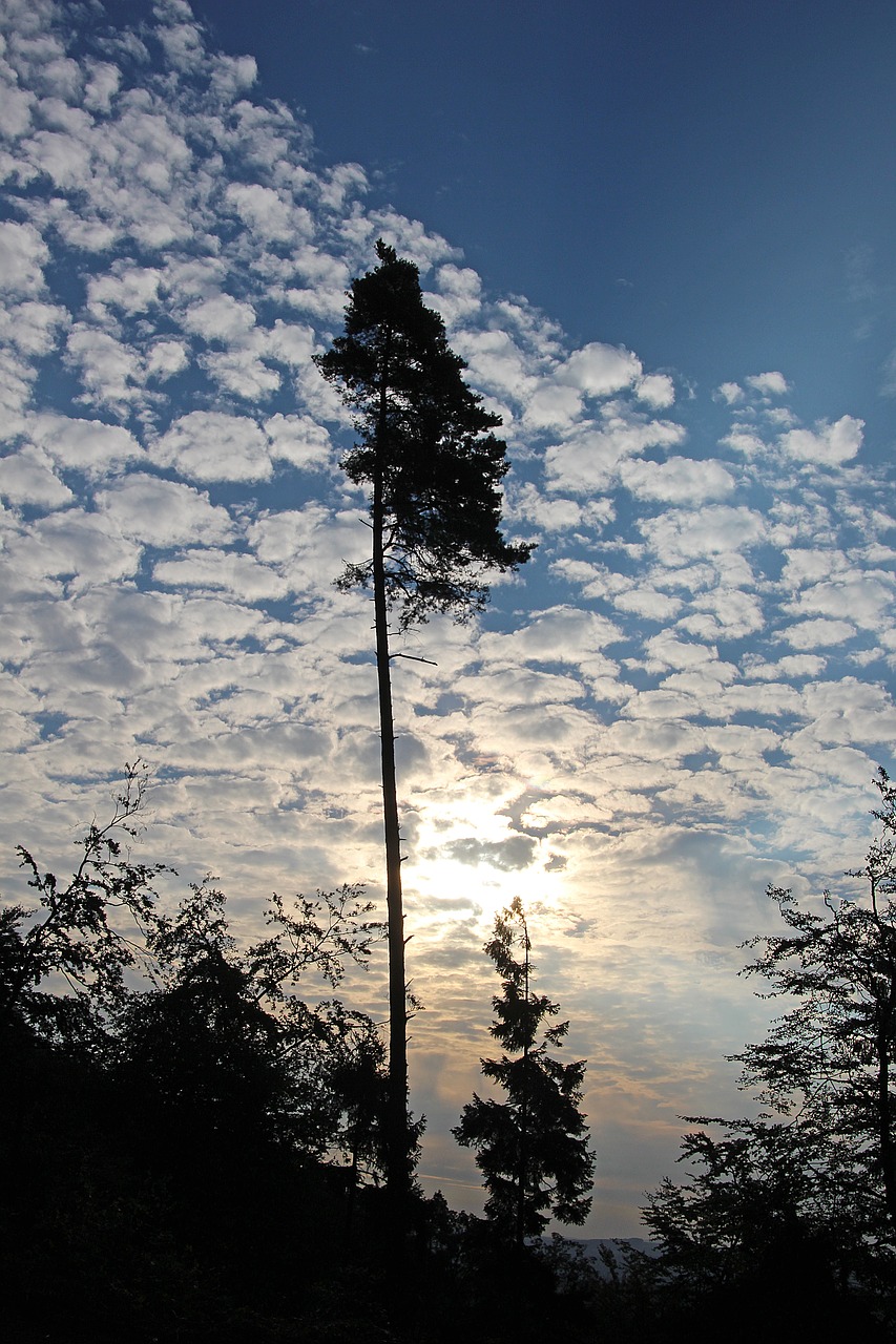 nature tree sky free photo