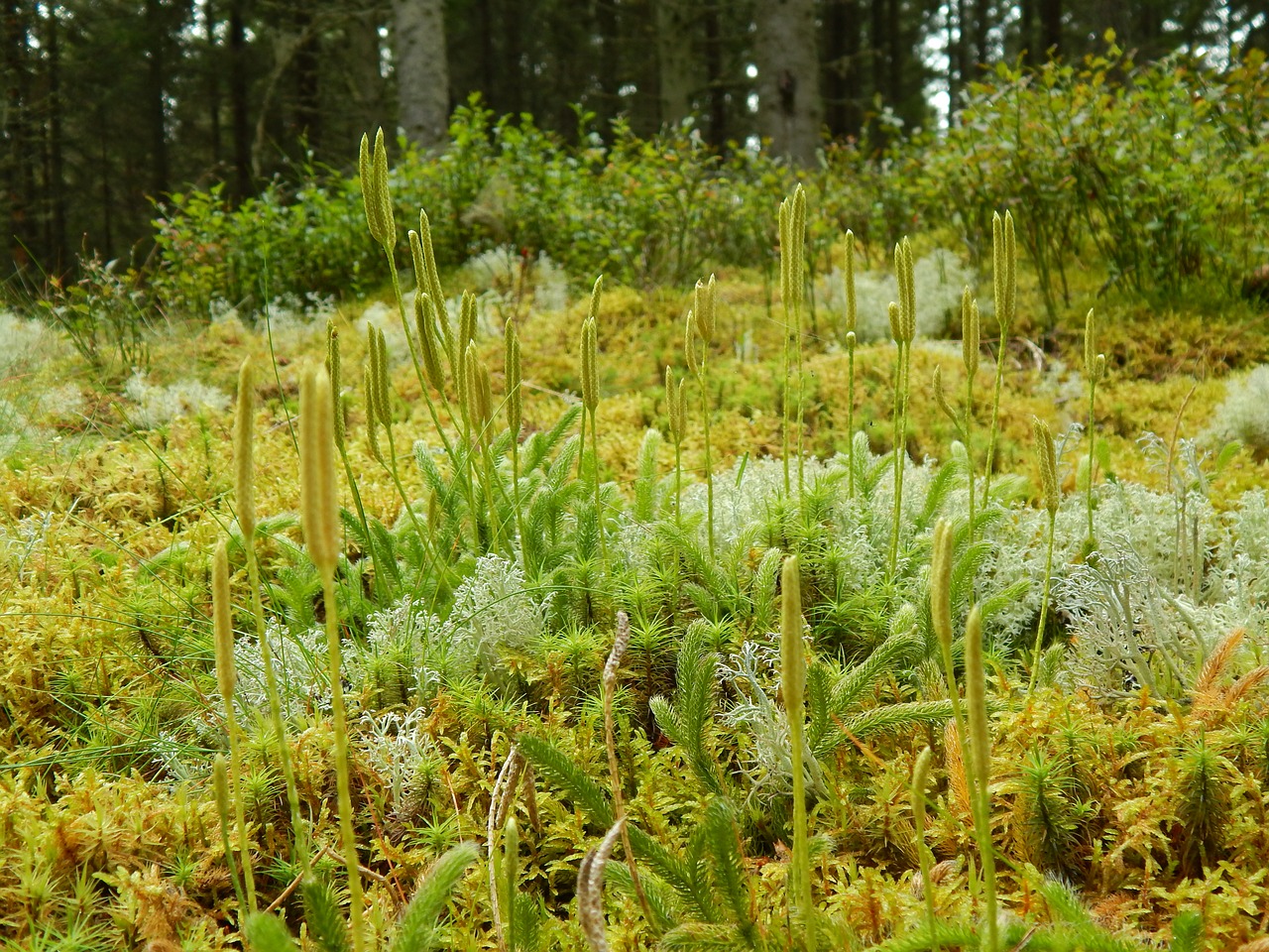 nature plant wood free photo