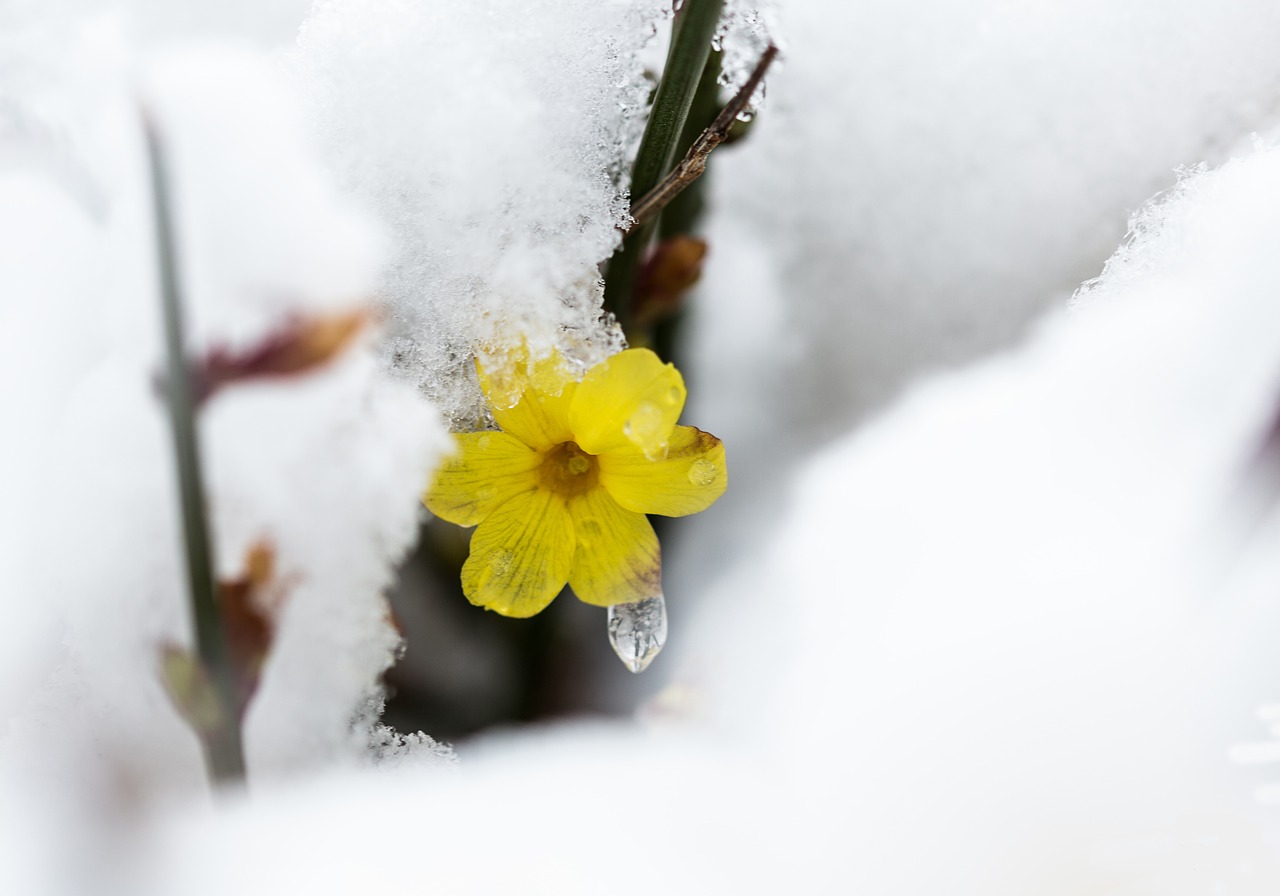 nature flower plant free photo