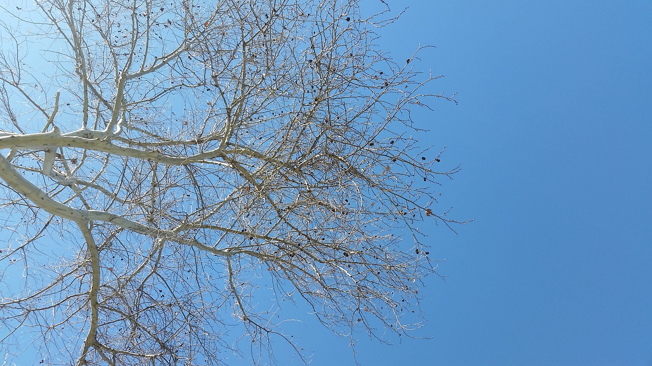 nature tree sky free photo