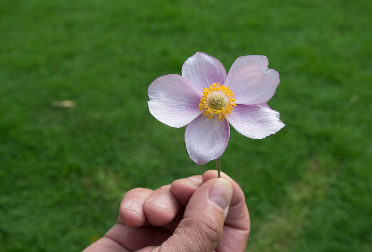 nature flower summer free photo