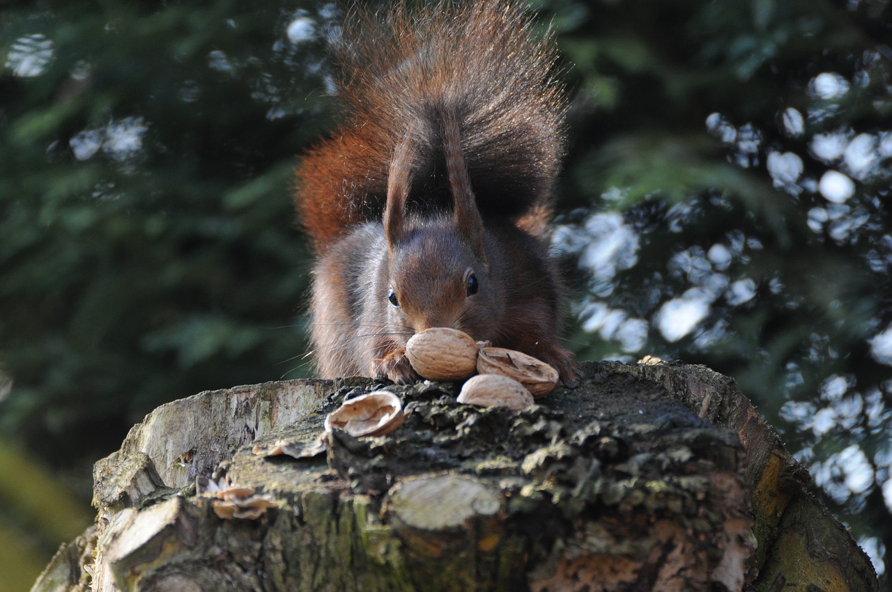 nature tree animal world free photo