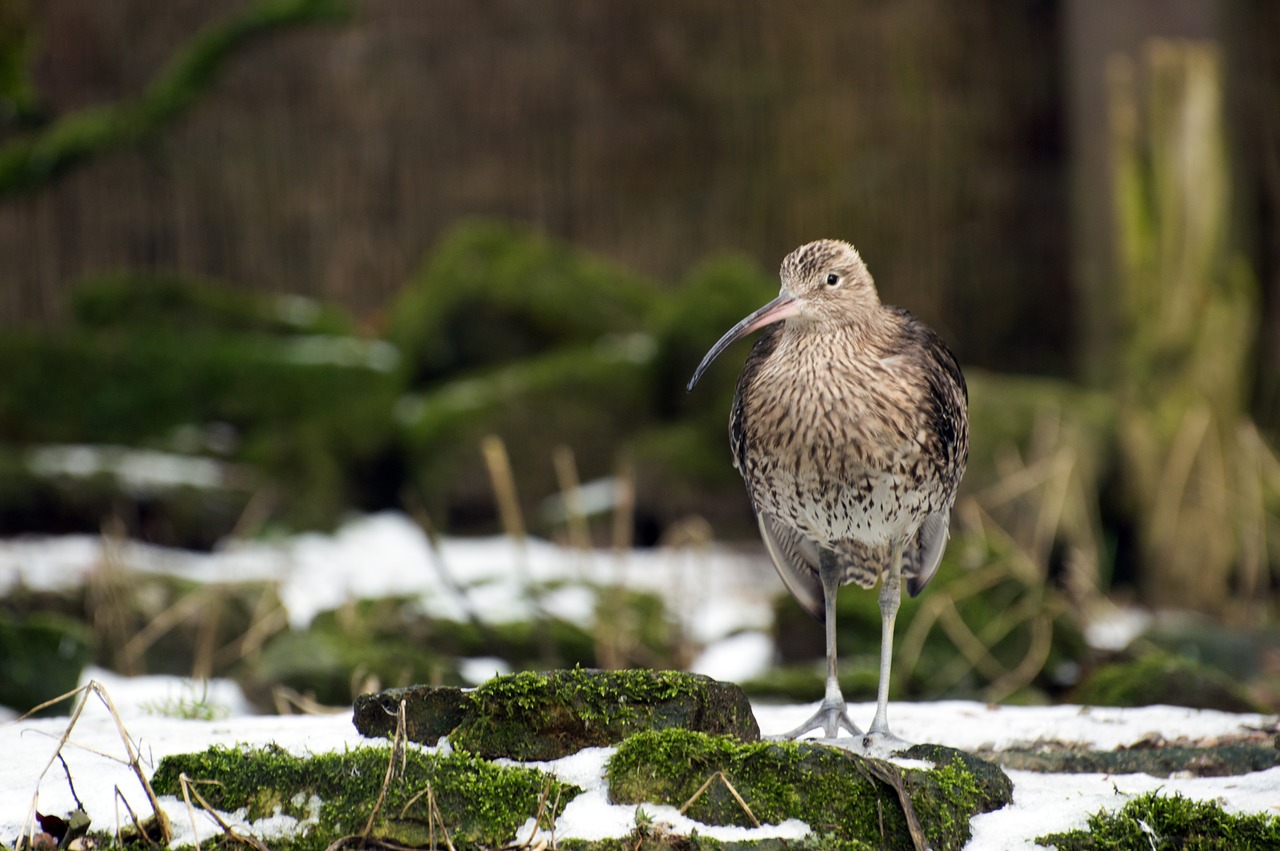 nature bird animal world free photo