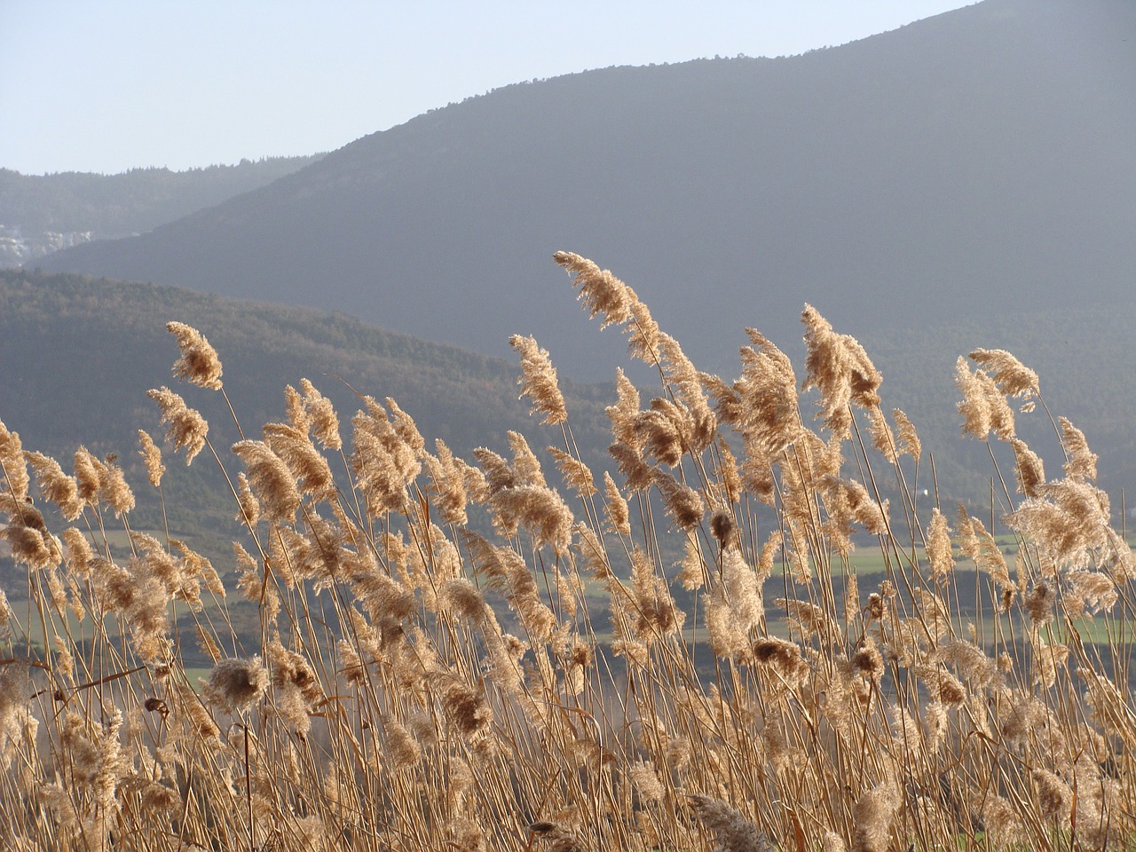 nature breeze field free photo