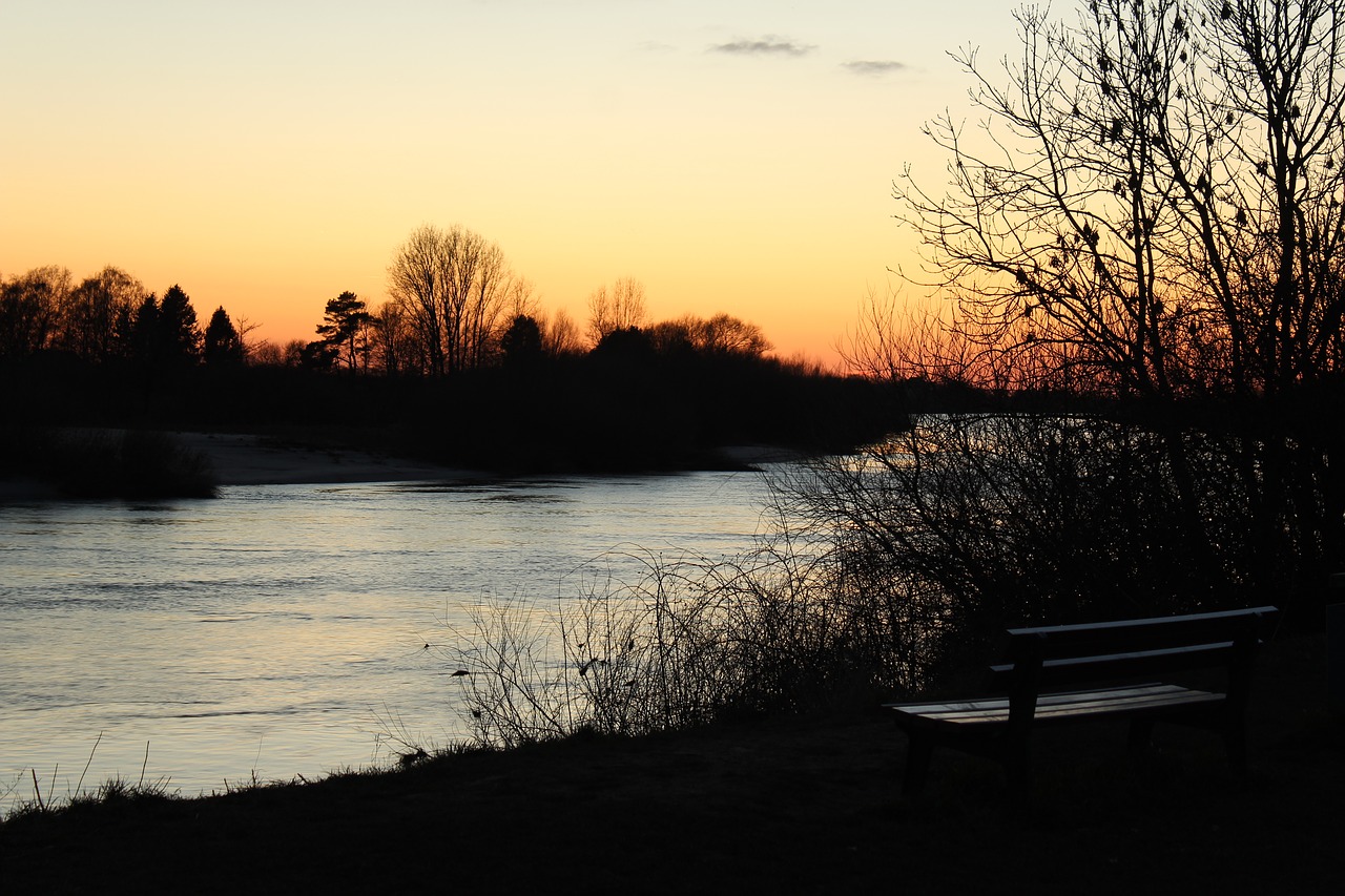 nature tree dawn free photo