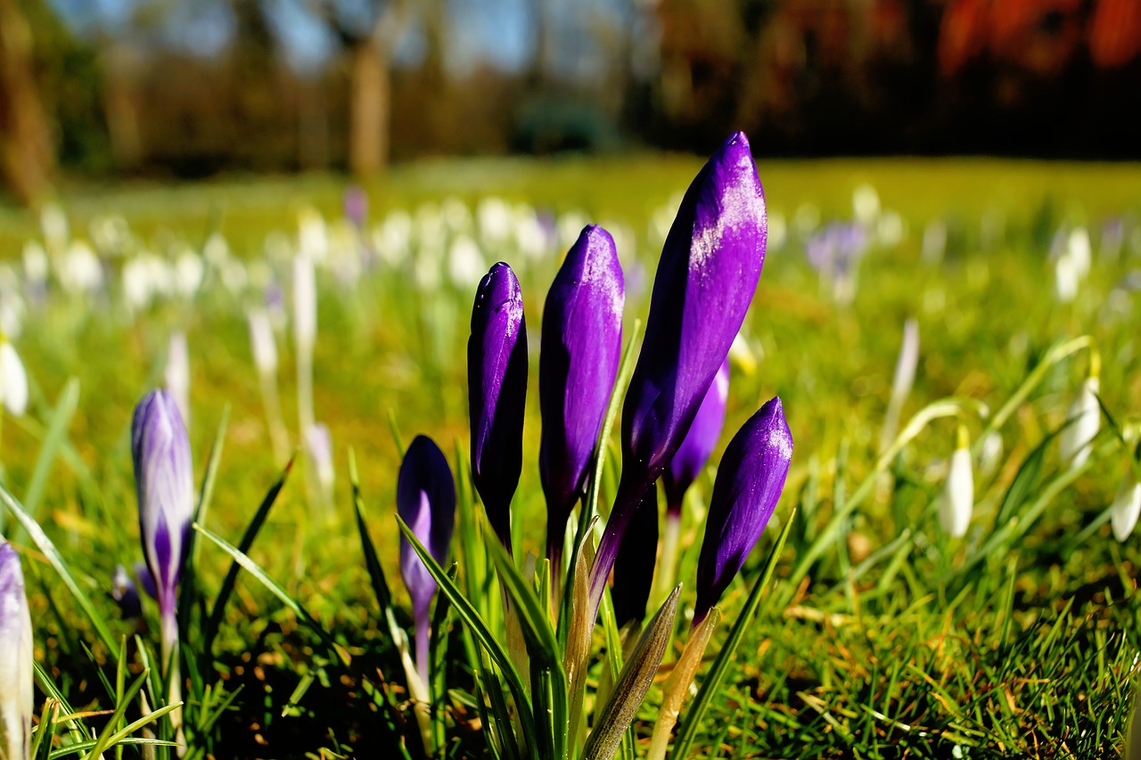 nature flower plant free photo