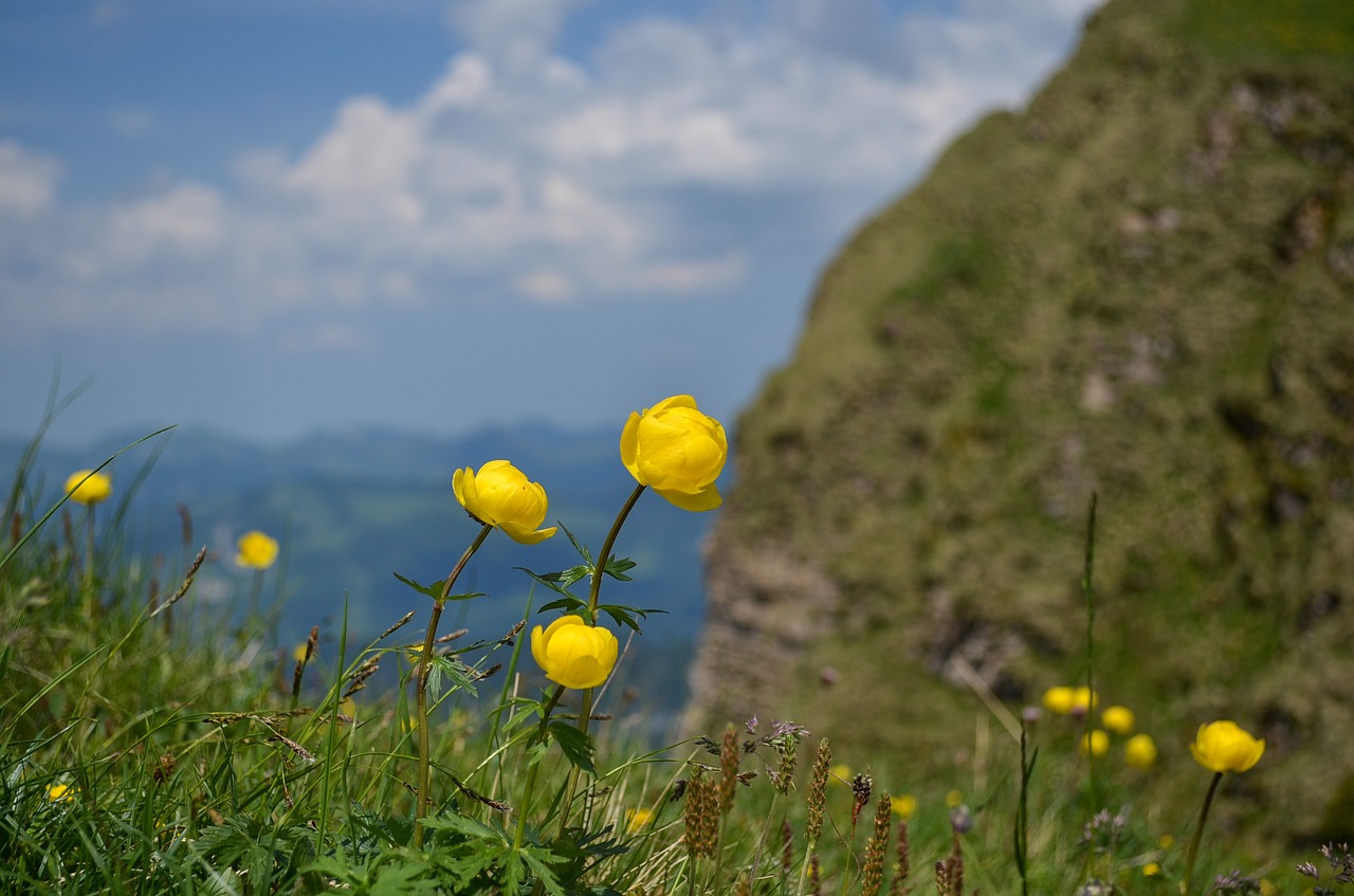 nature summer outdoor free photo