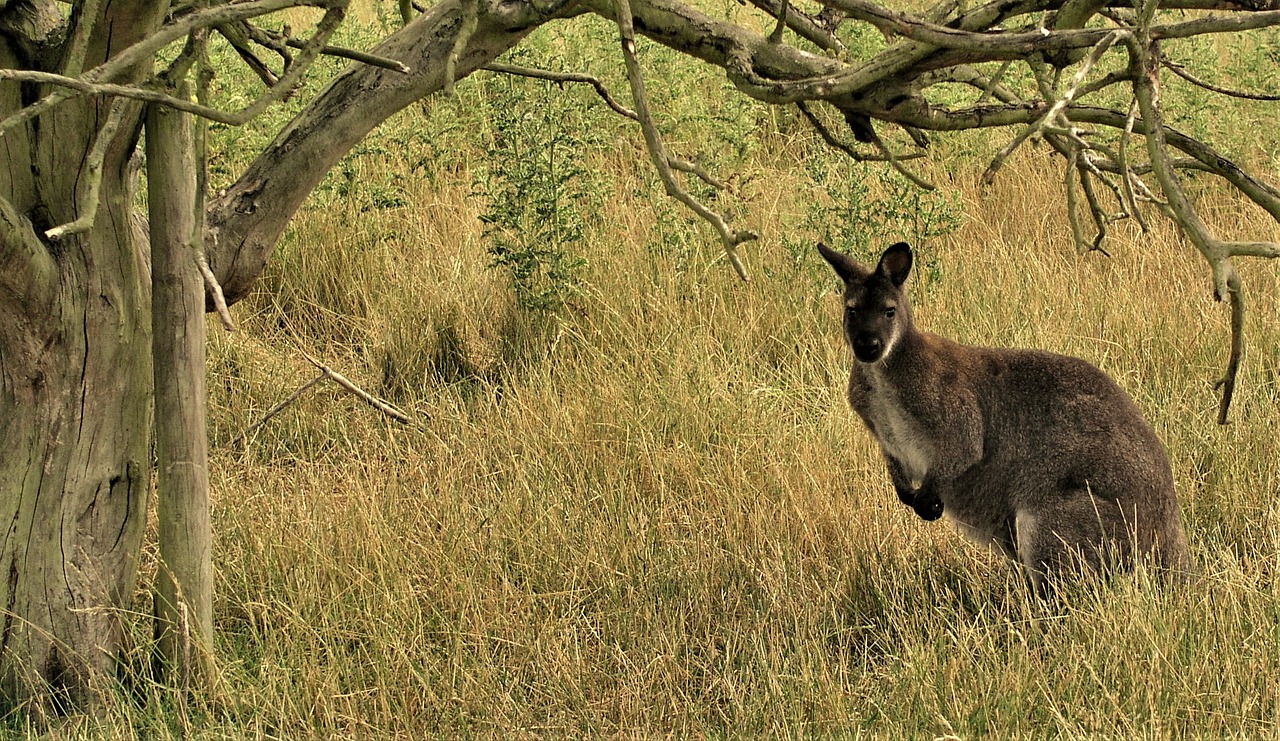 nature mammal grass free photo