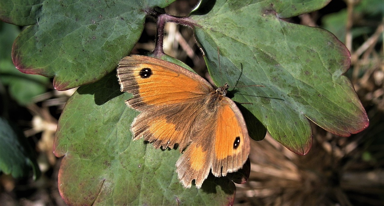 nature insect outdoors free photo