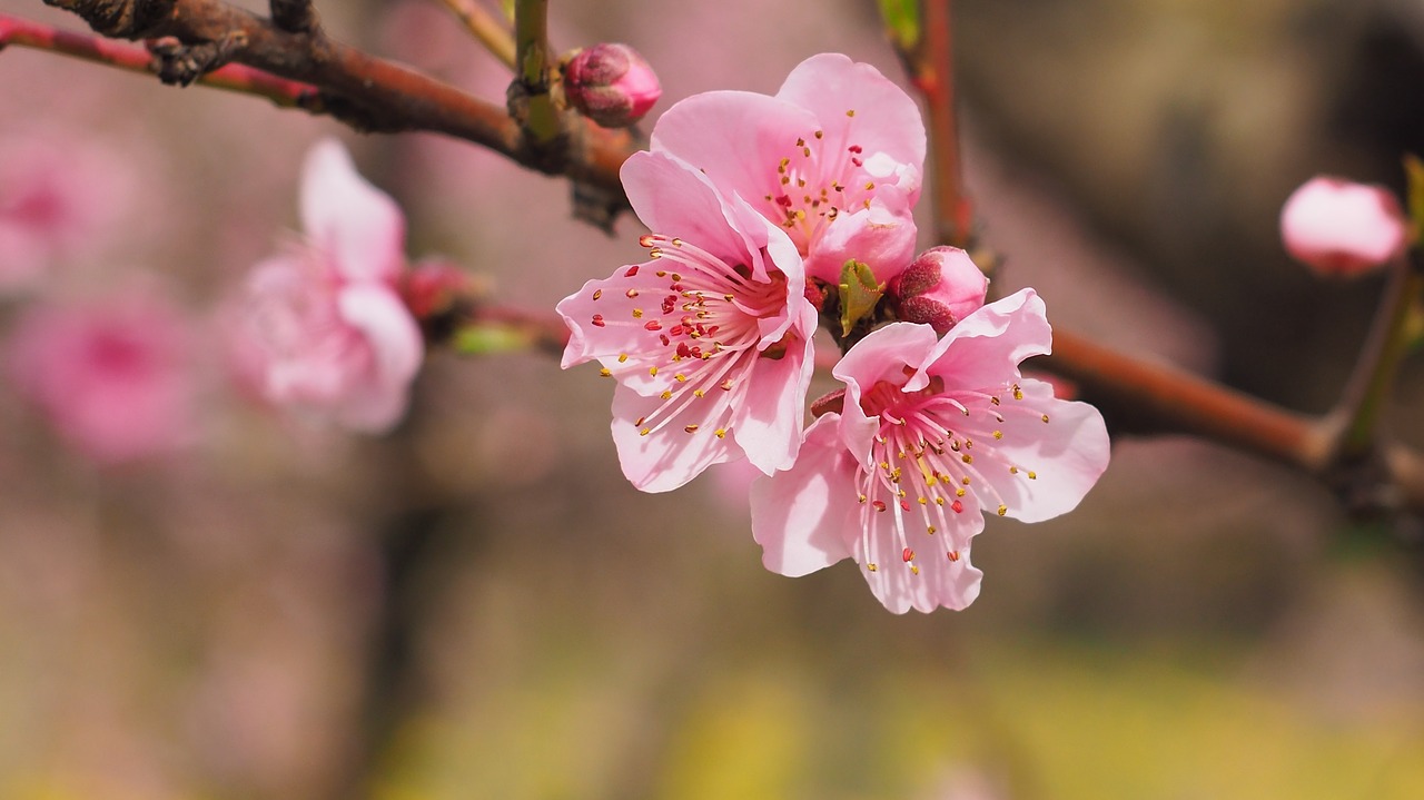 nature flowers spring free photo