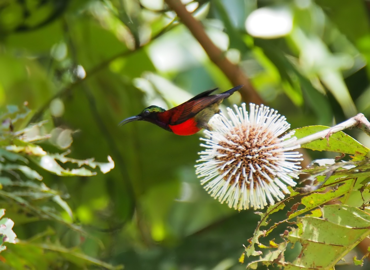 nature tree flora free photo