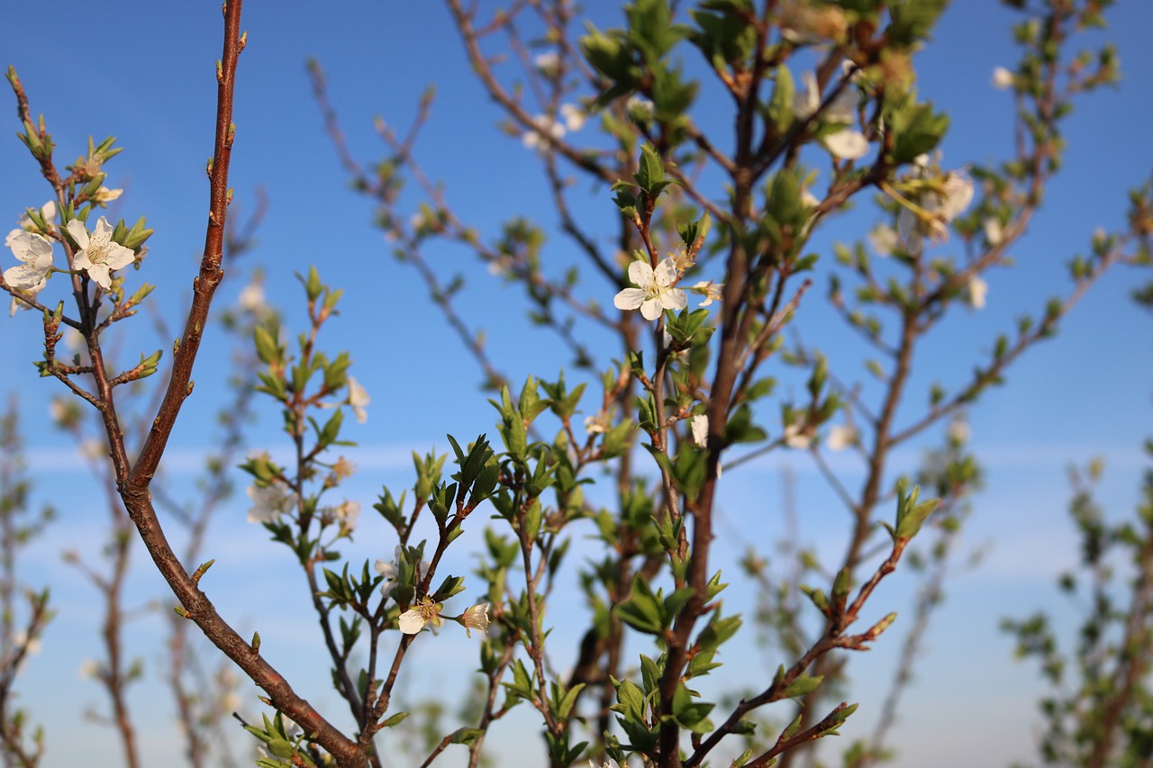 nature tree flower free photo