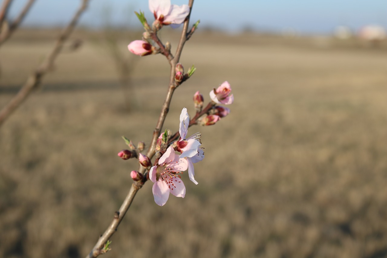 nature tree flower free photo