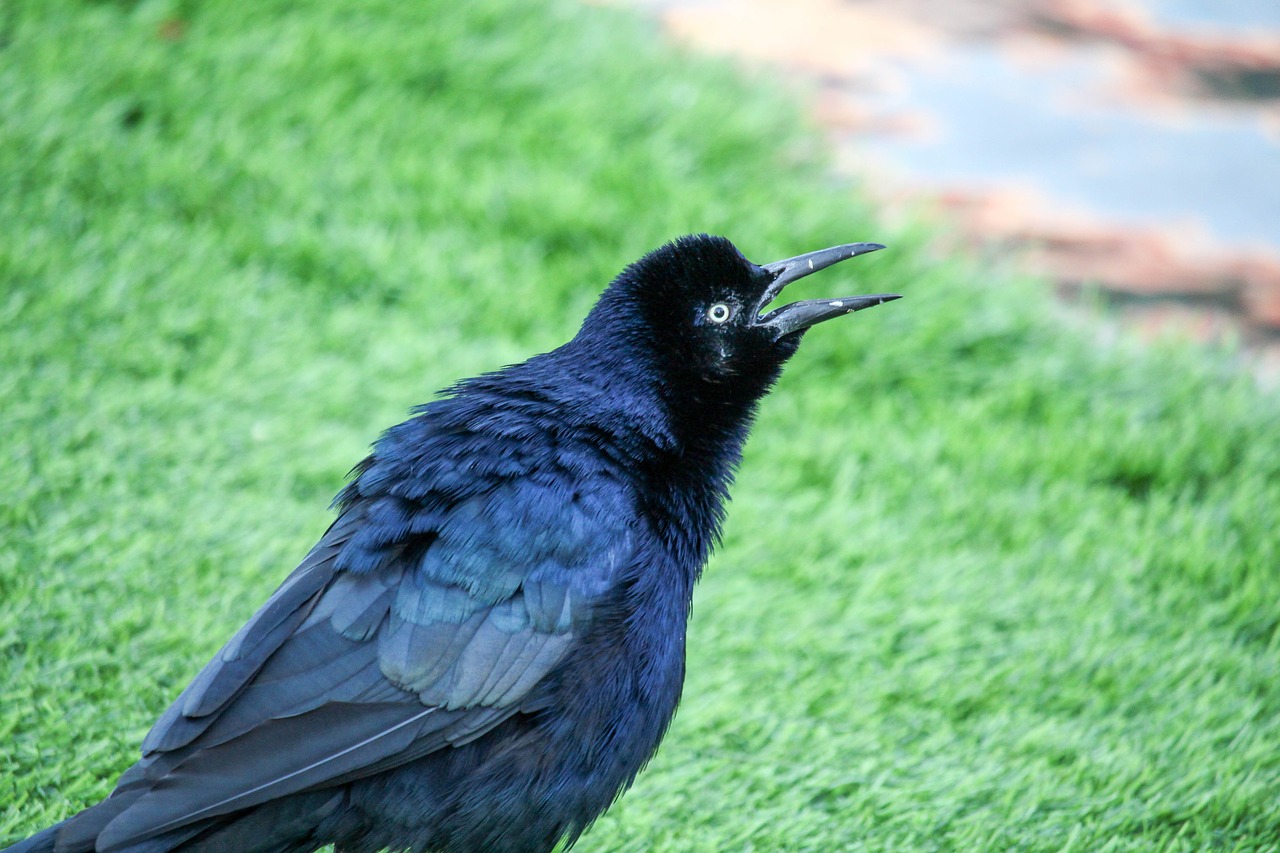 nature bird grass free photo