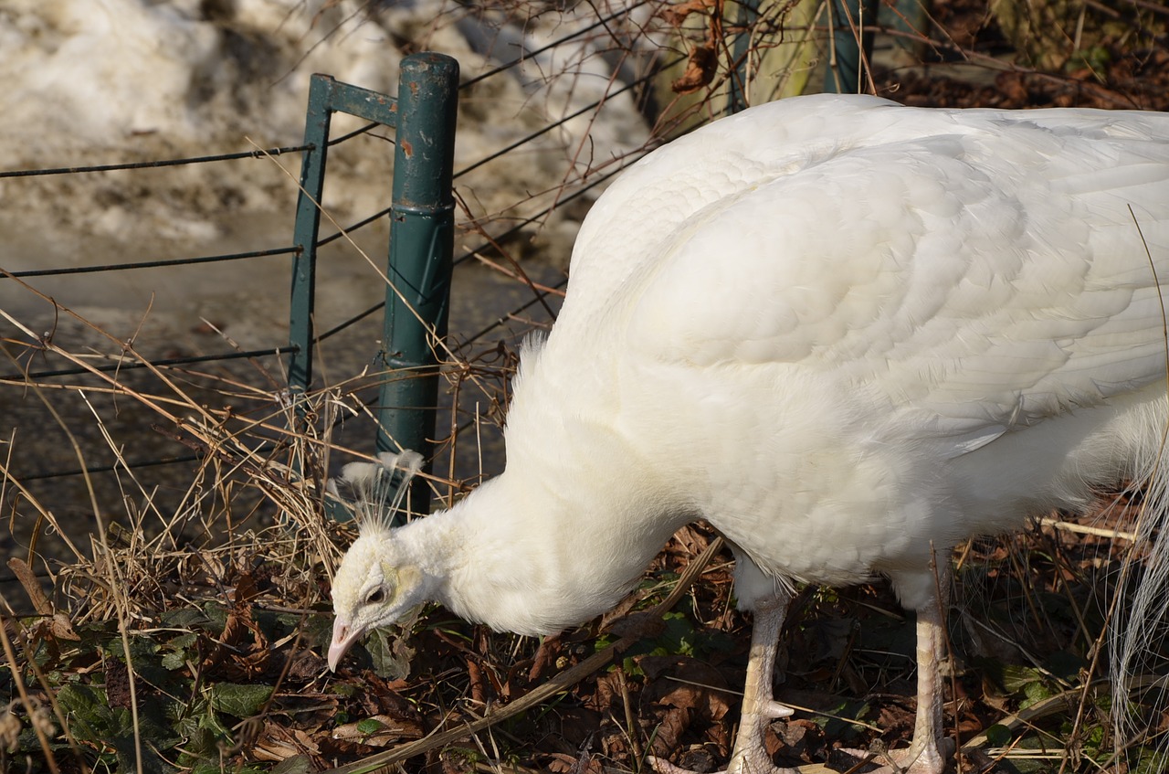 nature bird farm free photo