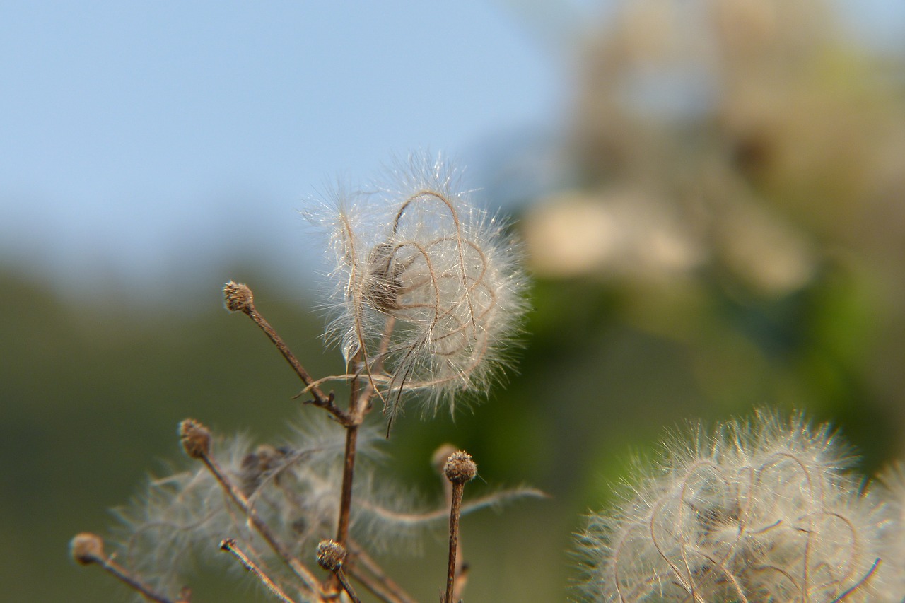 nature plant closeup free photo