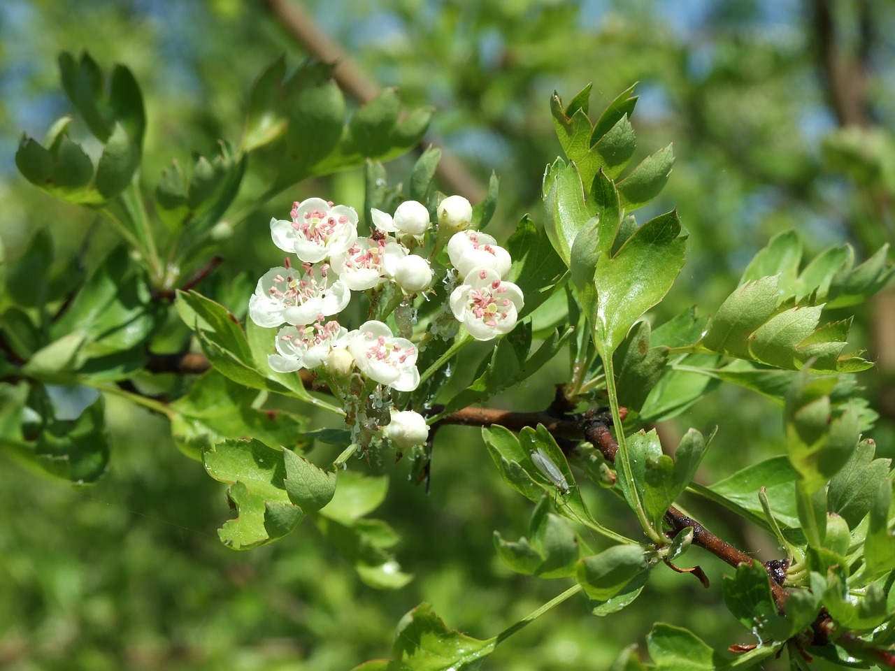 nature blossom bloom free photo