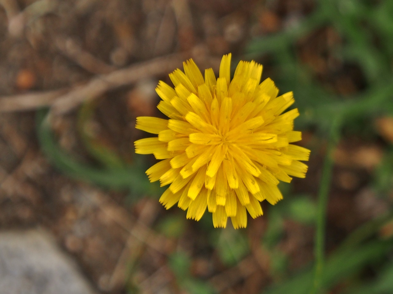 nature plant flower free photo