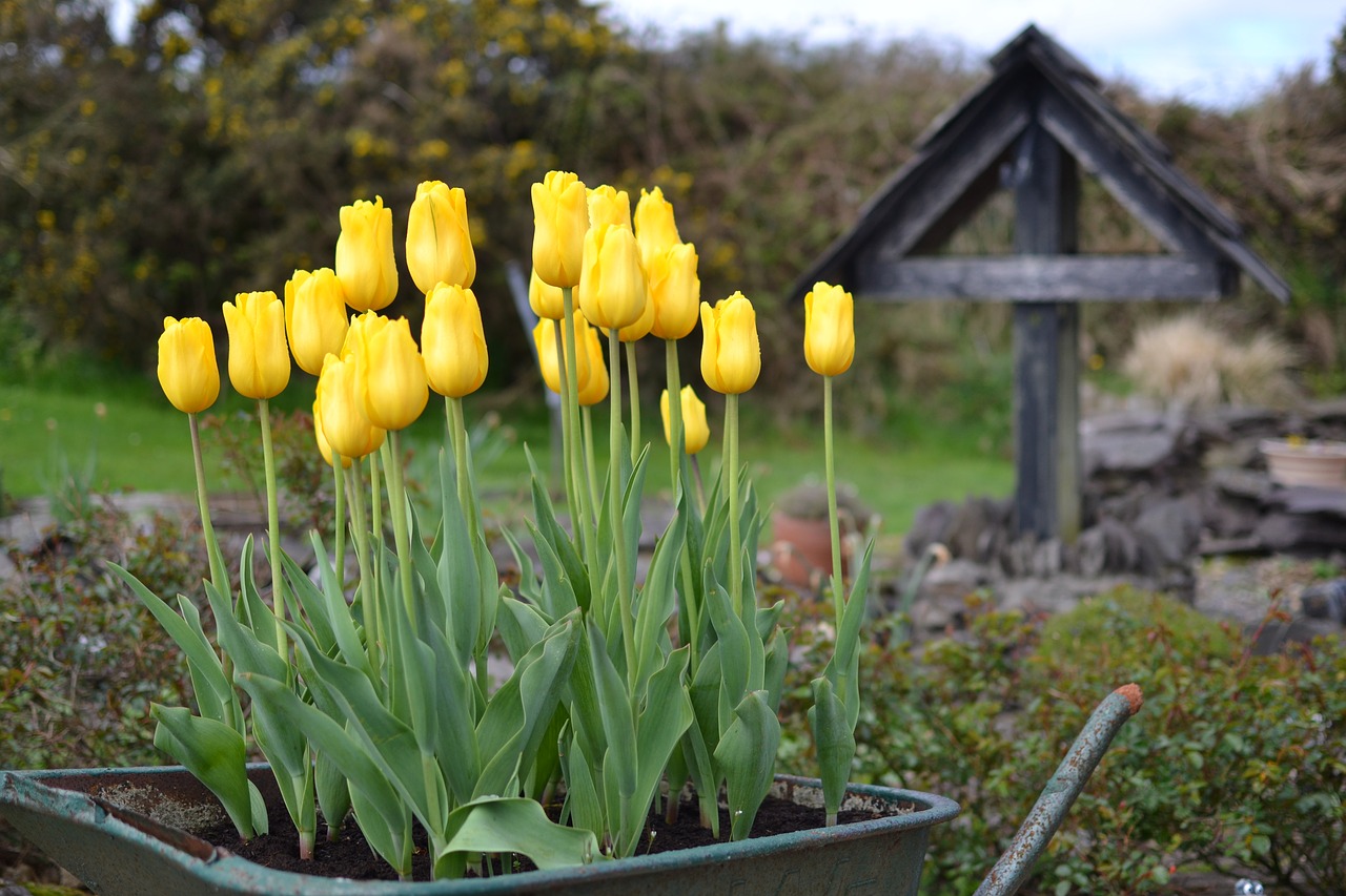 nature flower garden free photo