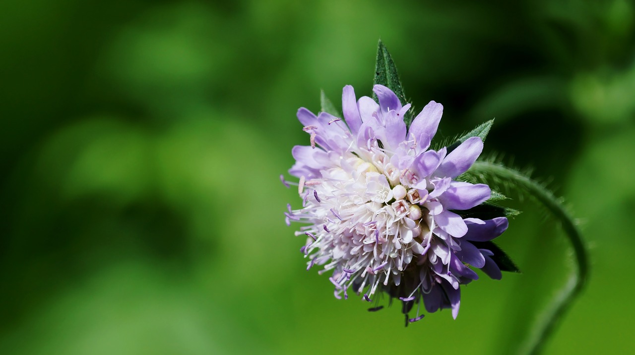 nature flower plant free photo